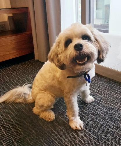 a brown and white dog sitting on the floor at The Palms Apartments in Adelaide