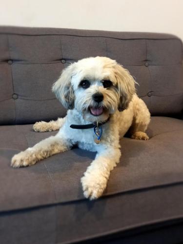 a small white dog laying on a couch at The Palms Apartments in Adelaide