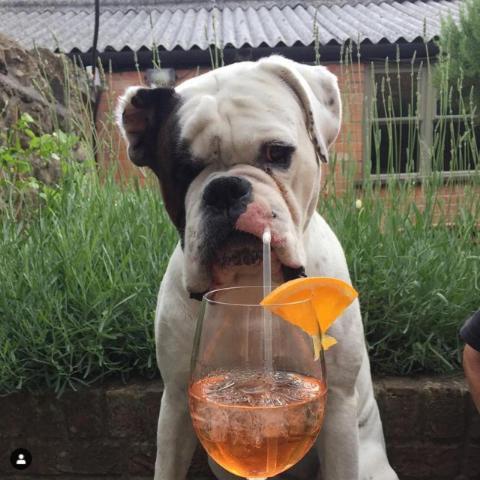 a dog standing next to a glass with a drink at The Plume of Feathers in Sherborne