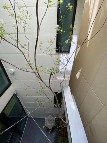 a tree in the corner of a bathroom with a window at Hotel 草石庵 in Osaka