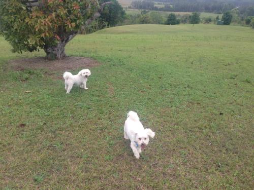 two white dogs walking in the grass in a field at Tropical Coast Retreat - Pet Friendly - Adult only in Kingscliff