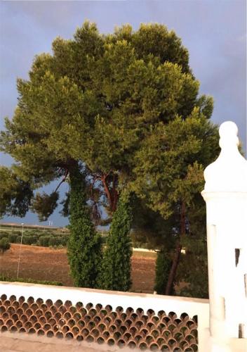 a tree behind a white wall with a fence at Antica Casina B&B di Charme in Pulsano