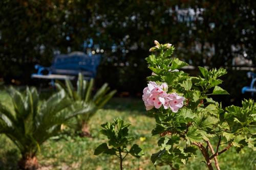 a pink flower on a bush in a park at Il Giardino Di Flora con Piscina & Jacuzzi in Lecce