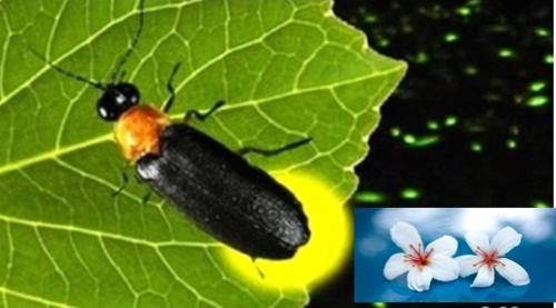 a black and orange beetle on a green leaf at Miaoli Sanyi Shantongyazhu Homestay in Sanyi