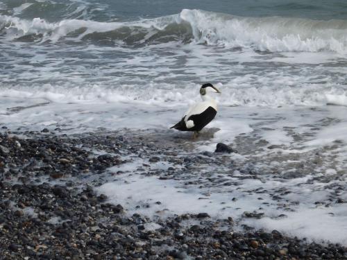 a bird standing on the beach near the water at Rungholt in Helgoland