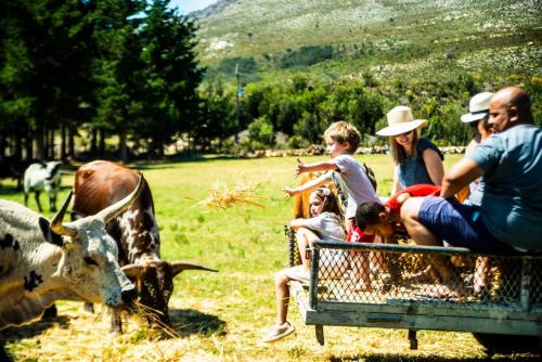 a group of people looking at cows in a field at High Season Farm Luxury Cottages in Hermanus