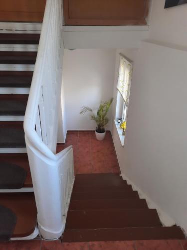 a staircase in a house with a plant in the window at Green Hill Apartments - Feldkirch in Feldkirch