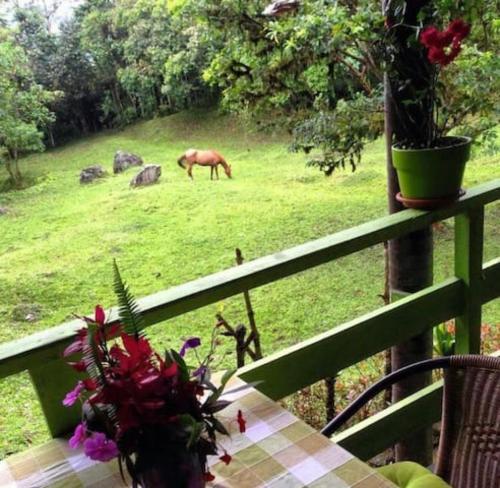 a table with a horse grazing in a field at Mindo Eco Chalet con Rio y Cascada in Mindo