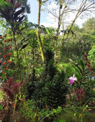a garden with a pink flower in the middle at Mindo Eco Suite con Rio y Cascada in Mindo