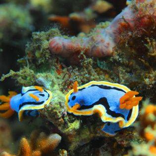 Gallery image of TABARI DIVE LODGE in Pulau Mansuar