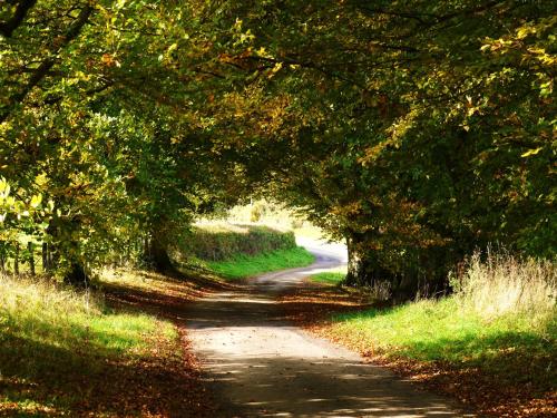 a tree tunnel over a dirt road at The Red Lion Hotel in Bredwardine