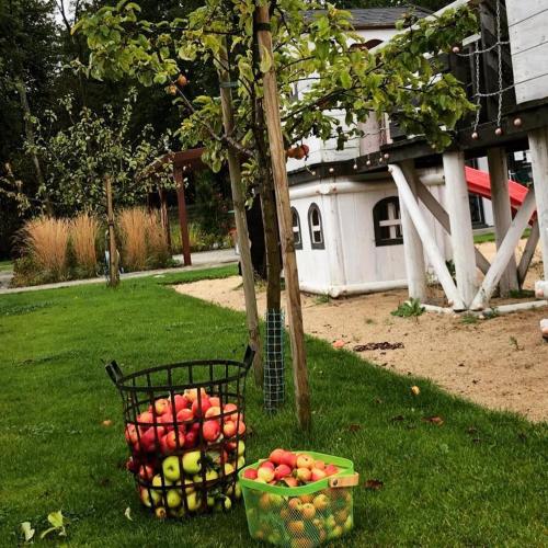 two baskets of apples sitting on the grass next to a tree at Domki Wśród Jabłoni in Gąski