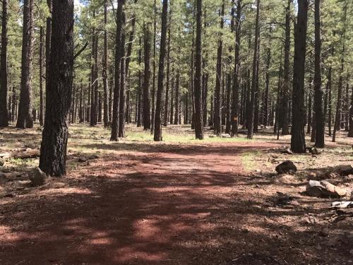 a dirt road in a forest with trees at Grand Canyon Cottage at Historic Wrigley Ranch with Horseback Riding & Hiking in Parks