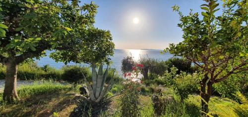a view of the ocean from a garden with trees at ΑRILLA STUDIOS in Perdika