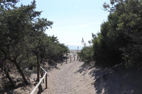 a sandy path leading to a beach with trees at Antiche Fonti in Bibbona