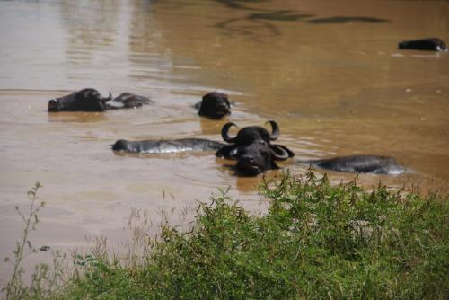 a group of animals swimming in the water at Lanka Beach Boutique Bungalows & Grand Villa in Tangalle