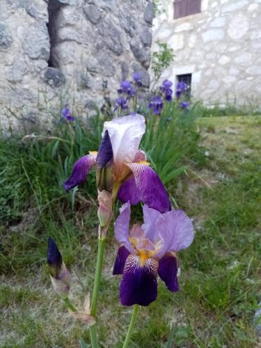 a group of purple flowers in the grass at La Canopée in Barret-sur-Meouge
