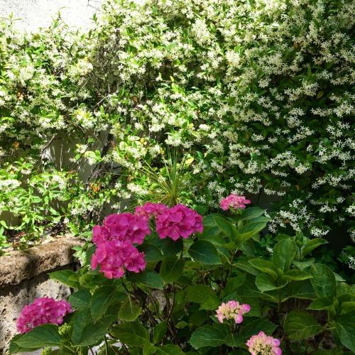 a bunch of pink flowers in a garden at Villa Belvedere Hotel in Limone sul Garda