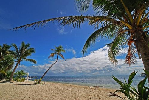 a beach with two palm trees and the ocean at Malapascua Exotic Island Dive Resort in Daanbantayan