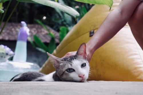 a gray and white cat laying next to a person at BeachBox@Koh Сhang in Ko Chang