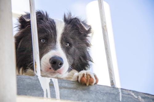 a dog is looking through the bars of a cage at B&B Luxury in Lecce