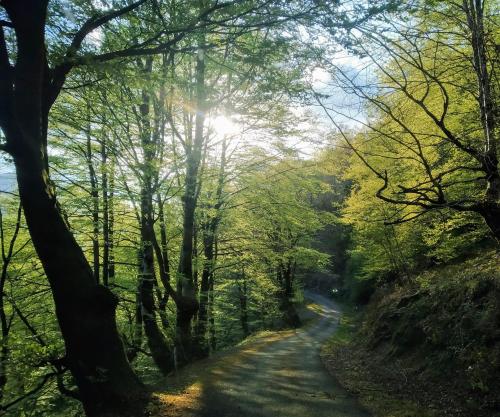 a road in the forest with the sun shining through the trees at CASA RURAL Urruska in Elizondo