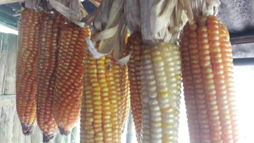 a bunch of corn hanging on a wall at Vamoose Rajalim Homestay in Māngwa