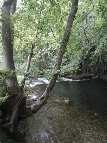 Φυσικό τοπίο κοντά σε αυτό το σαλέ