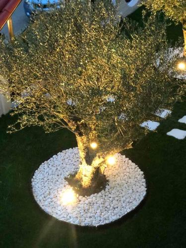 a bonsai tree with lights in the grass at Amaryllis Luxury Rooms in Platamonas
