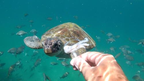 a person feeding a green sea turtle in the water at Pousada Convés - Ilha Grande in Praia de Araçatiba