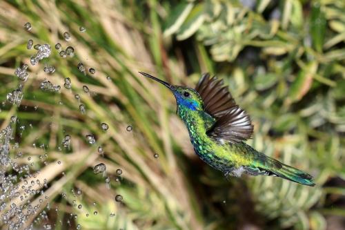 a hummingbird is flying in front of a plant at Mindo Eco Suite con Rio y Cascada in Mindo