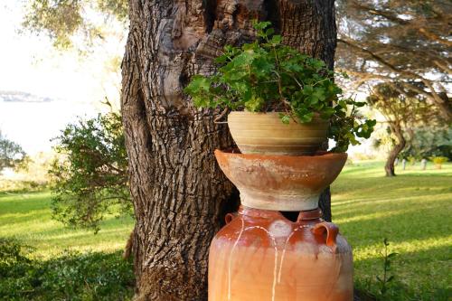a flower pot sitting on top of a tree at Maison Metel in Kontokali