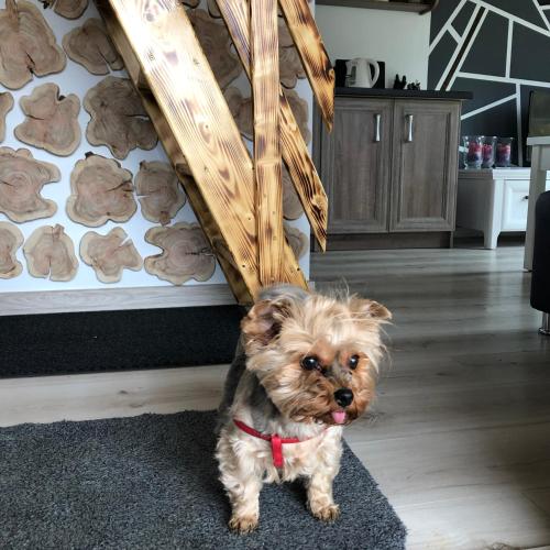 a small dog sitting on a rug in a living room at Przytulny Domek z Banią - Brzozowy Zagajnik MK in Brzozowa