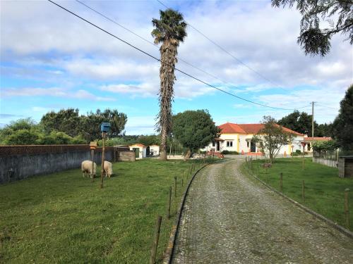 two sheep grazing in a field next to a palm tree at Vagos Art.Lab in Vagos