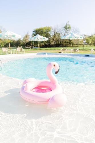 a pink swan float in a swimming pool at The Frenchie in Round Top