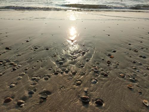 a group of footprints in the sand on the beach at Knus huisje met prachtige nieuwe badkamer - Distelhoek in Egmond aan Zee