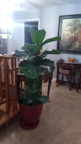 a plant in a red pot in a living room at Luxury Suites at Military Trail in Toronto