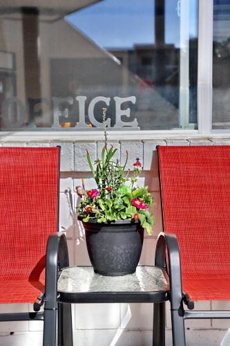 a potted plant sitting on top of a chair at Duncan Motel in Duncan