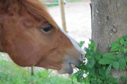 Zvířata v apartmánu nebo okolí