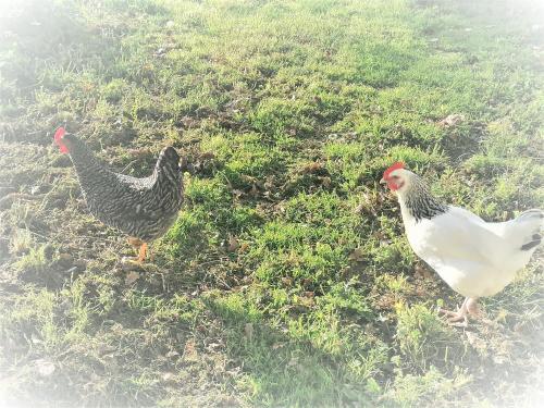 two chickens standing in the grass in a field at Domaine de Gaïa, Piscine, Pétanque, Ping-pong, proche Saint Emilion in Guillac