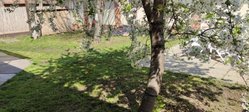 A garden outside Orsi Apartman / vendegház