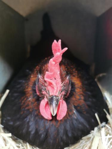 a chicken is sitting in a box with its head at B&B A la Ferme d'Ourches in Cerville