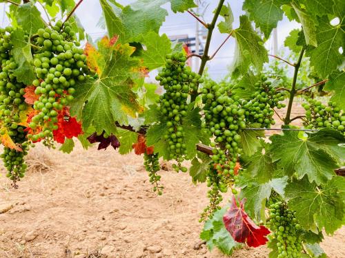 a bunch of green grapes hanging from a tree at Xaroma in Valle de Guadalupe
