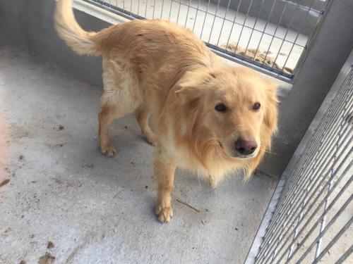 a brown dog standing next to a fence at Reul Alto Cortijos Rurales in Laroya