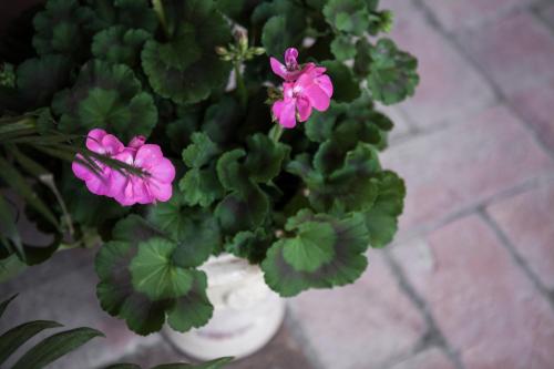 a white vase with pink flowers and green plants at Villino di Porporano in Parma