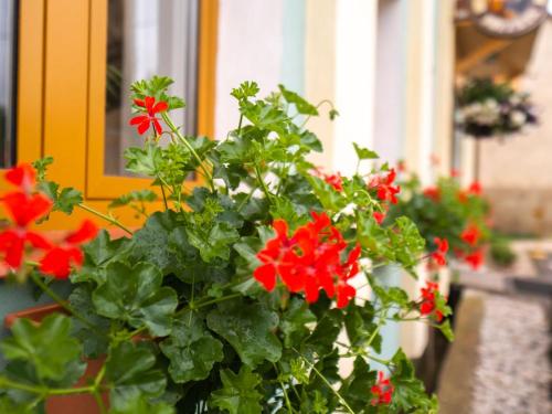 a potted plant with red flowers in front of a window at Penzion U Cempu in Kunratice