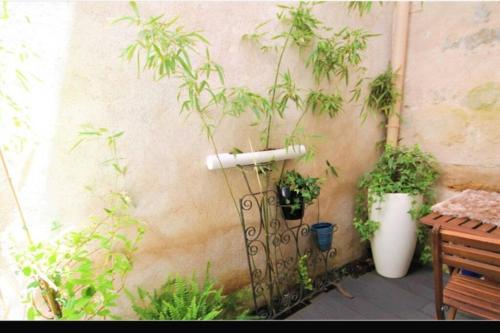 Un mucchio di piante in vaso, sedute vicino a un muro. di Appartement grand confort au cœur de Millau a Millau