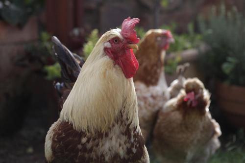 a group of chickens standing next to each other at Forest Hills in Knysna