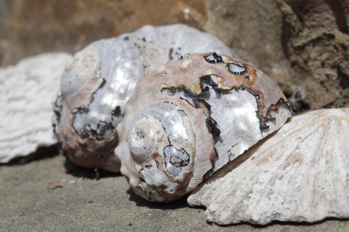a decaying shell sitting on top of a rock at Forest Hills in Knysna