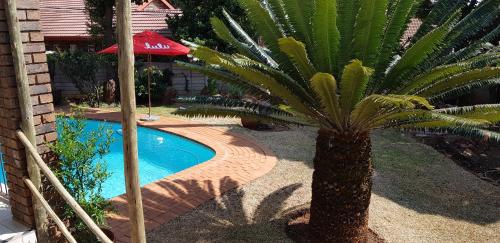 a palm tree next to a swimming pool at House Mulberry Guesthouse in Pretoria